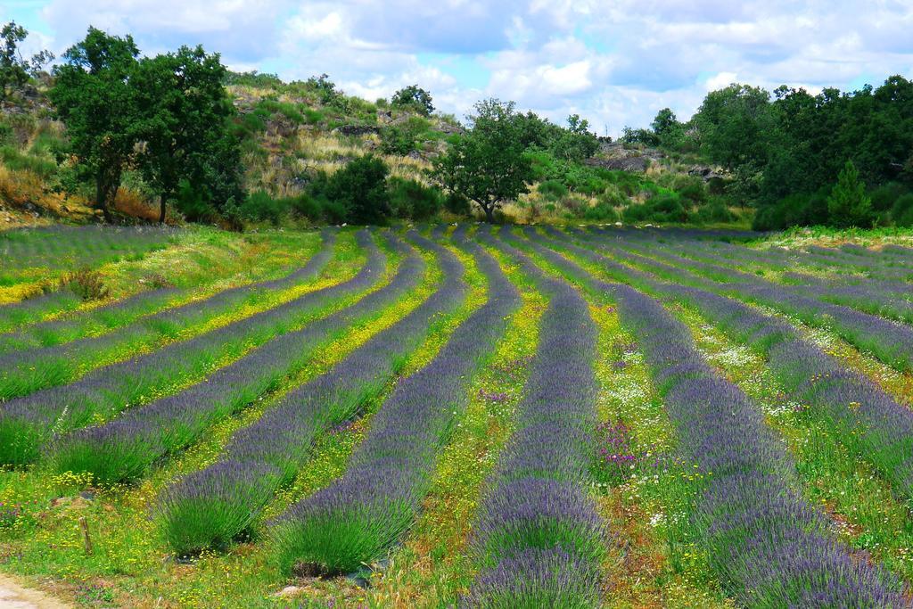 Quinta Das Lavandas Castelo de Vide Εξωτερικό φωτογραφία